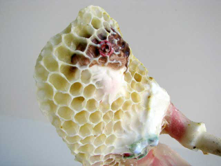 Illustration for article titled An Artist and Her Bees Create Beautiful Honeycomb-Draped Sculptures